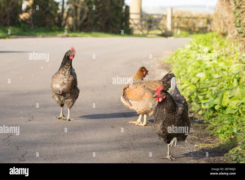 Chicken road demo - Ontdek het Exotische Avontuur van Chicken Road Casino in Nederland